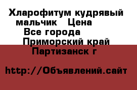 Хларофитум кудрявый мальчик › Цена ­ 30 - Все города  »    . Приморский край,Партизанск г.